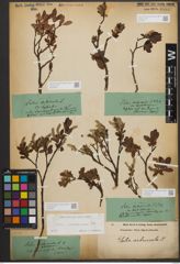 Foto von Salix waldsteiniana Willd.